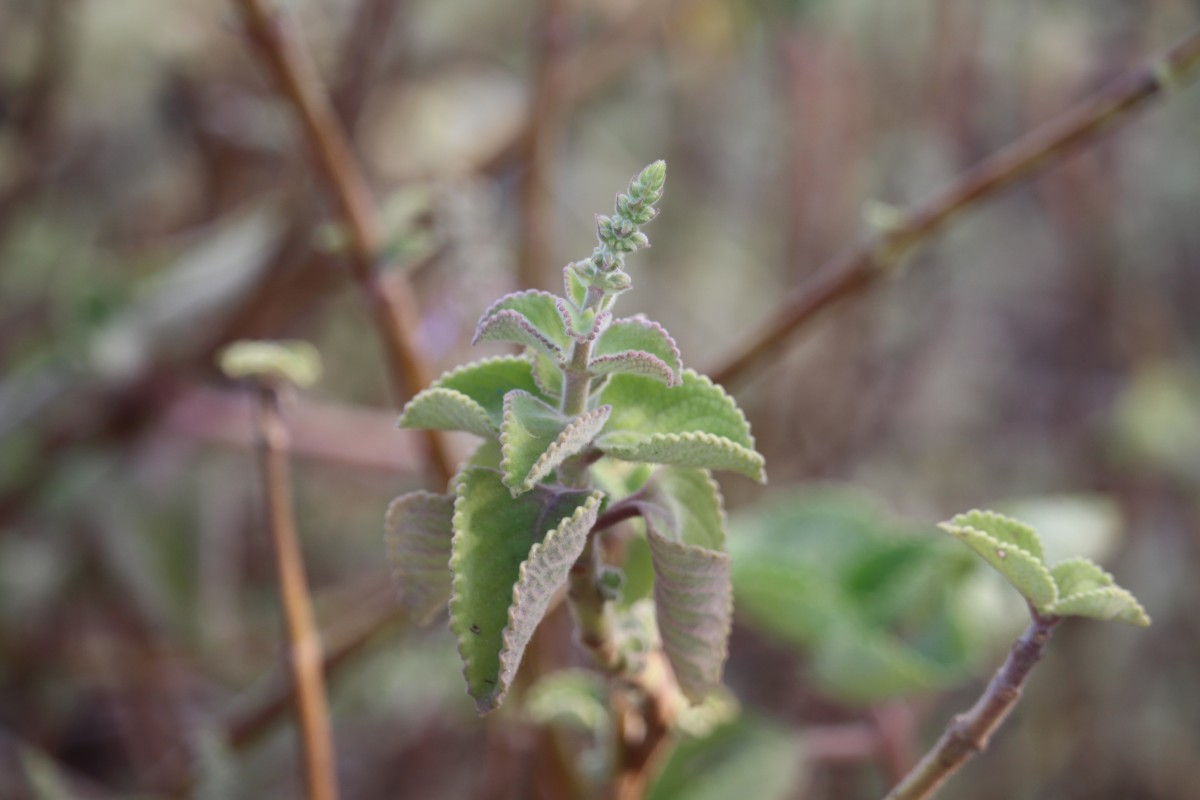 Coleus amboinicus Lour.